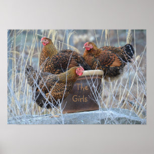 "The Girls" Chicken Poster