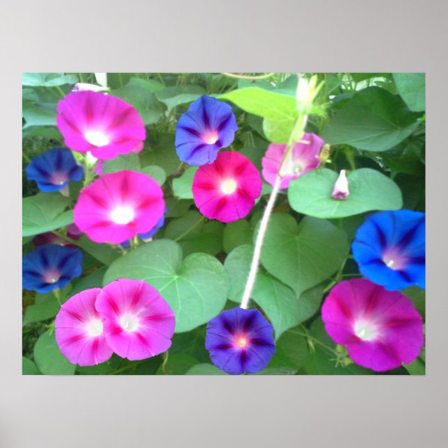 THE GLORY OF THE MORNING GLORY  POSTER (Front)