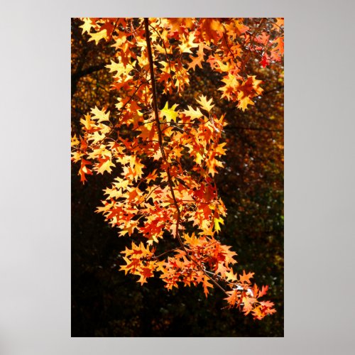 The golden colour of autumn leaves poster