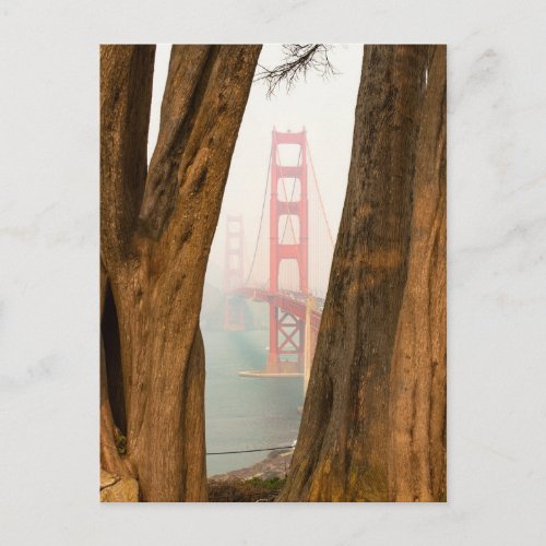 The Golden Gate Bridge  Trees from Overlook View Postcard