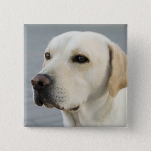 The Golden Labrador Pinback Button