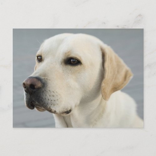 The Golden Labrador Postcard