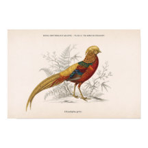 The Golden Pheasant Vintage Victorian Bird