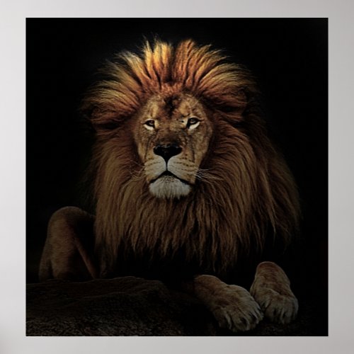 The Golden Proud  Lion Africa Poster