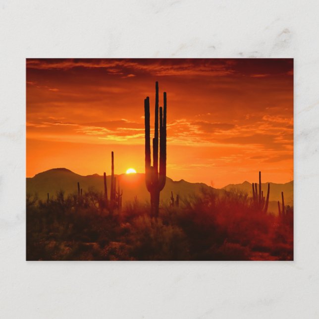 The Golden Southwest Skies Postcard (Front)