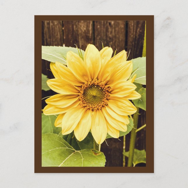 The Golden Sunflower Postcard (Front)