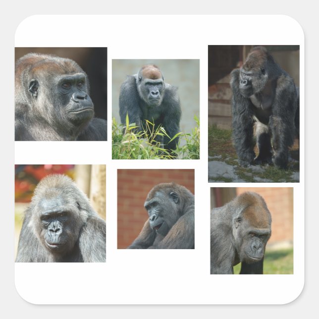 The Gorilla Troop Square Sticker (Front)