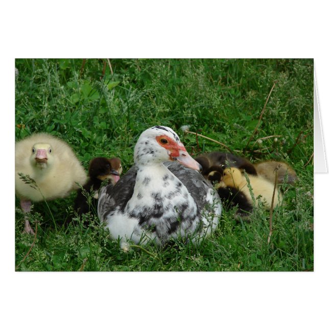 The Gosling Says, "Leave Mommy Alone!" Cards (Front Horizontal)