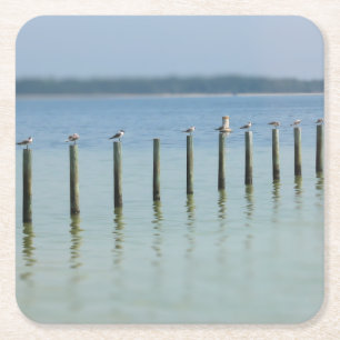 "The Gossip Line" - Coastal Seagulls - Coaster