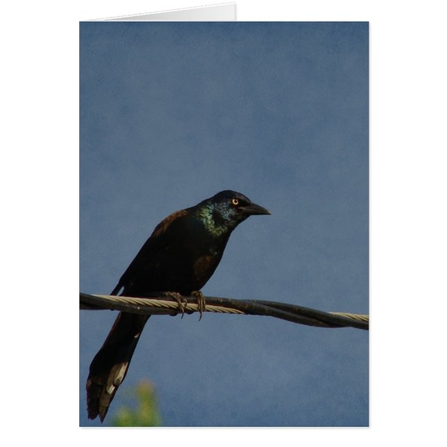 The Grackle on a Powerline, Good Birthday Cards (Front)