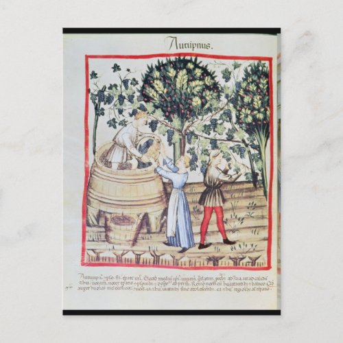 The Grape Harvest 13th century Postcard
