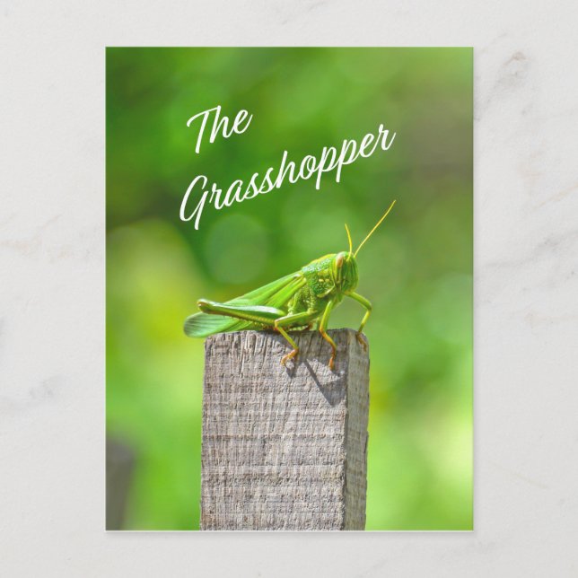 The grasshopper postcard (Front)