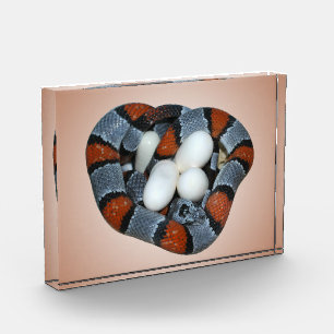 The gray-banded kingsnake award