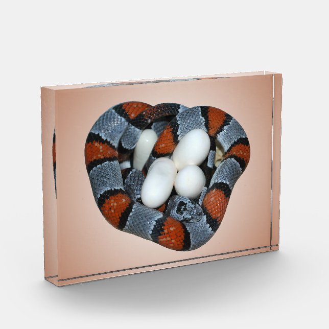 The gray-banded kingsnake award (Left)