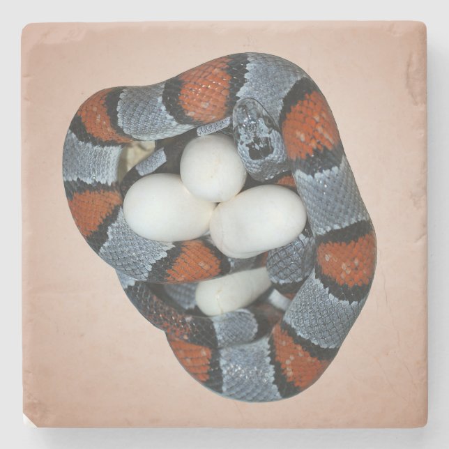 The gray-banded kingsnake stone coaster (Front)