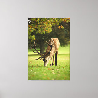 The Grazing Stag Canvas Print