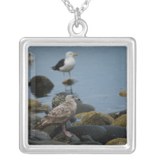 The Great Black-backed Gull Necklace