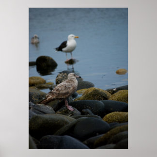 The Great Black-backed Gull Print