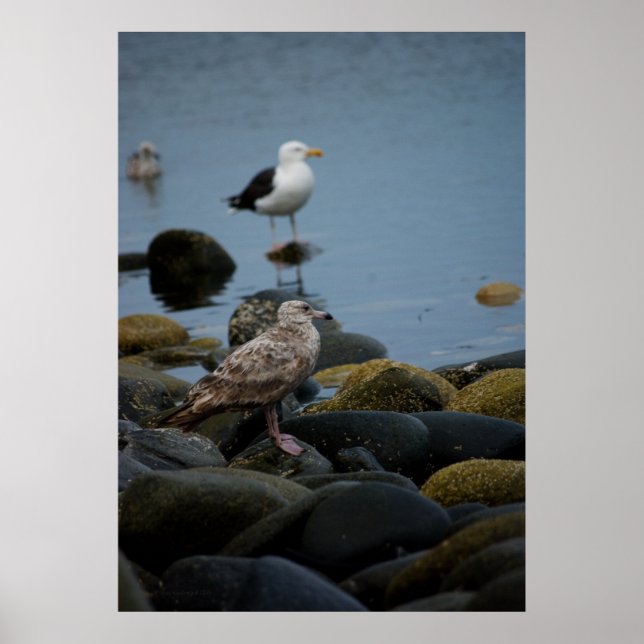 The Great Black-backed Gull Print (Front)
