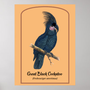 The Great Black Cockatoo Poster