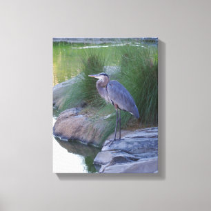 The Great Blue Heron Canvas Print