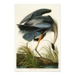 The Great Blue Heron John Audubon Birds Of America Photo Print at Zazzle