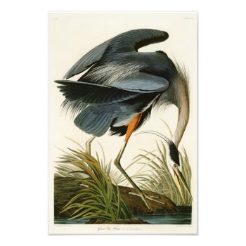 The Great Blue Heron John Audubon Birds Of America Photo Print by NaturalYesteryear at Zazzle