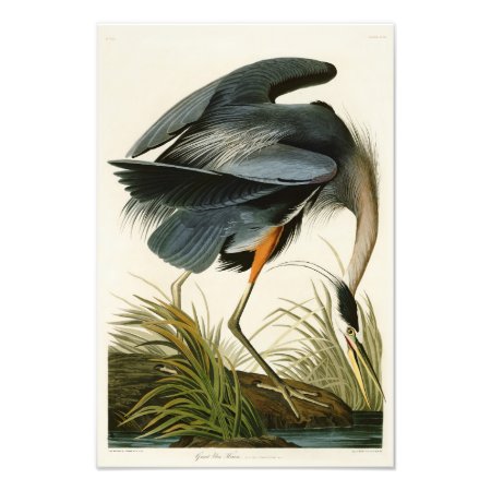 The Great Blue Heron John Audubon Birds Of America Photo Print