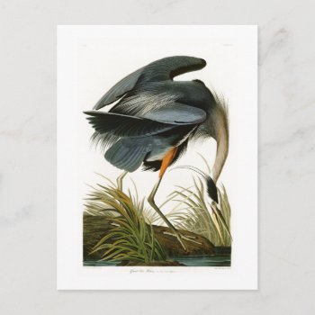 The Great Blue Heron John Audubon Birds Of America Postcard by NaturalYesteryear at Zazzle