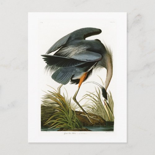 The Great Blue Heron John Audubon Birds of America Postcard