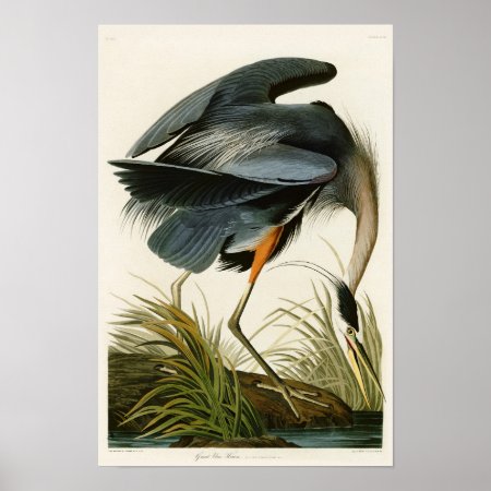 The Great Blue Heron John Audubon Birds Of America Poster