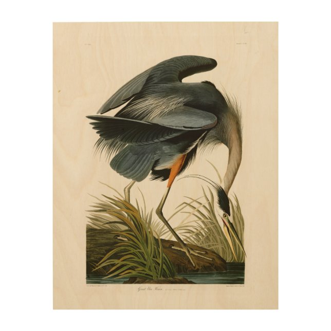 The Great Blue Heron John Audubon Birds of America Wood Wall Art (Front)