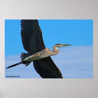 The Great Blue Heron Poster