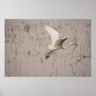 The Great Egret 36 x 24 Archival Paper (Matte) Poster