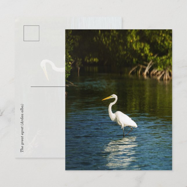 The great egret (Ardea alba) bird Postcard (Front/Back)