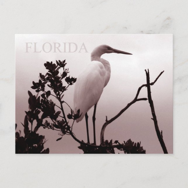 The Great Egret - Florida Keys Postcard (Front)