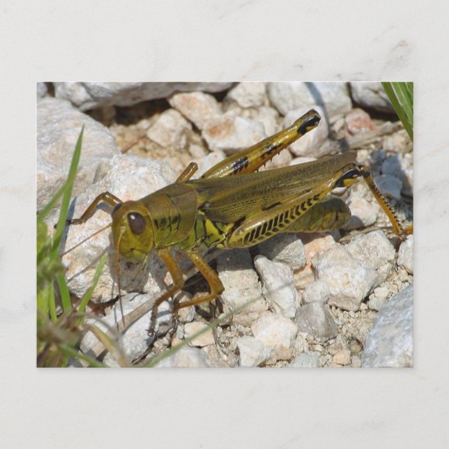 the Great Grasshopper  ! Postcard (Front)