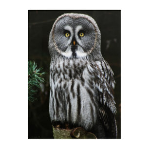 The Great Grey Owl 10x14 (25x35cm) waam Acrylic Print