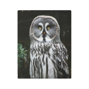 The Great Grey Owl 11x14 (27.5x35cm) wamecnm Metal Print