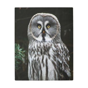 The Great Grey Owl 16x20 (40x50cm) wamea Metal Print
