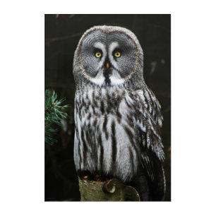 The Great Grey Owl 20x30 (50x75cm) waaa Acrylic Print