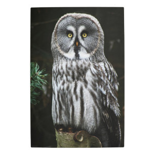 The Great Grey Owl 20x30 (50x75cm) wamecnm Metal Print