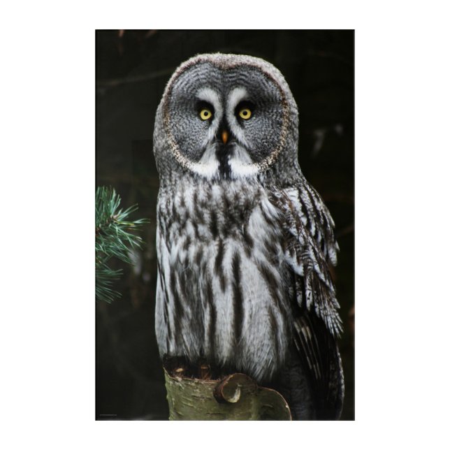 The Great Grey Owl 24x36 (60x90cm) waacnm Acrylic Print (Front)