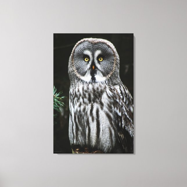 The Great Grey Owl 24x36 (60x90cm) waccna Canvas Print (Front)