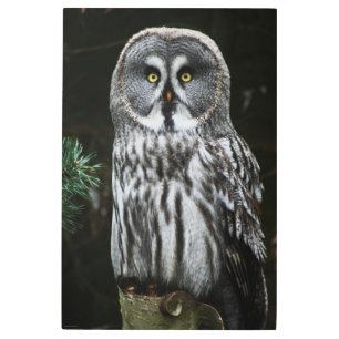 The Great Grey Owl 24x36 (60x90cm) wamecna Metal Print