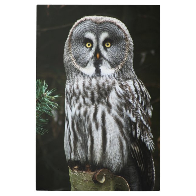 The Great Grey Owl 24x36 (60x90cm) wamecnm Metal Print (Front)