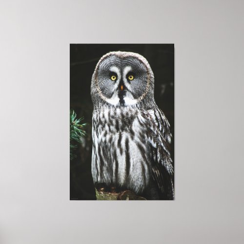The Great Grey Owl 40x60 100x150cm waccn Canvas Print