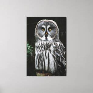 The Great Grey Owl 40x60 (100x150cm) wacm Canvas Print