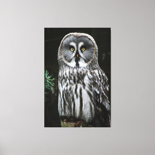 The Great Grey Owl 40x60 (100x150cm) wacm Canvas Print (Front)