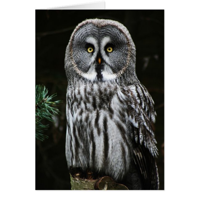 The Great Grey Owl gca Cards (Front)
